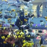 Aquarium Morocco Mall
