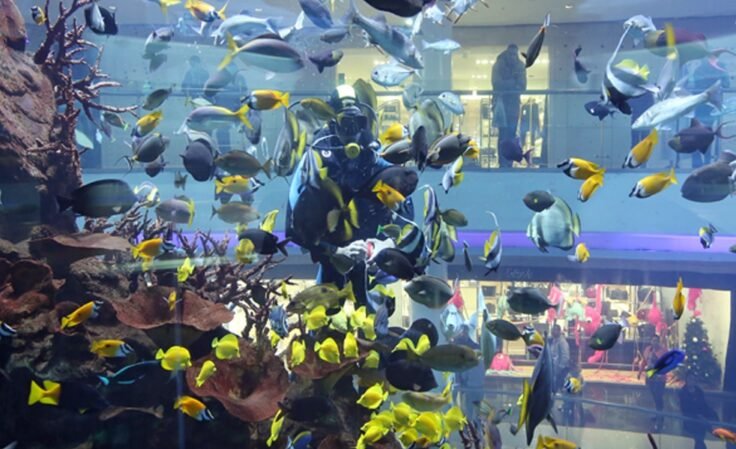 Aquarium Morocco Mall هيا إلى الدار البيضاء